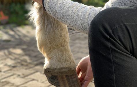 Rund um’s Pferd